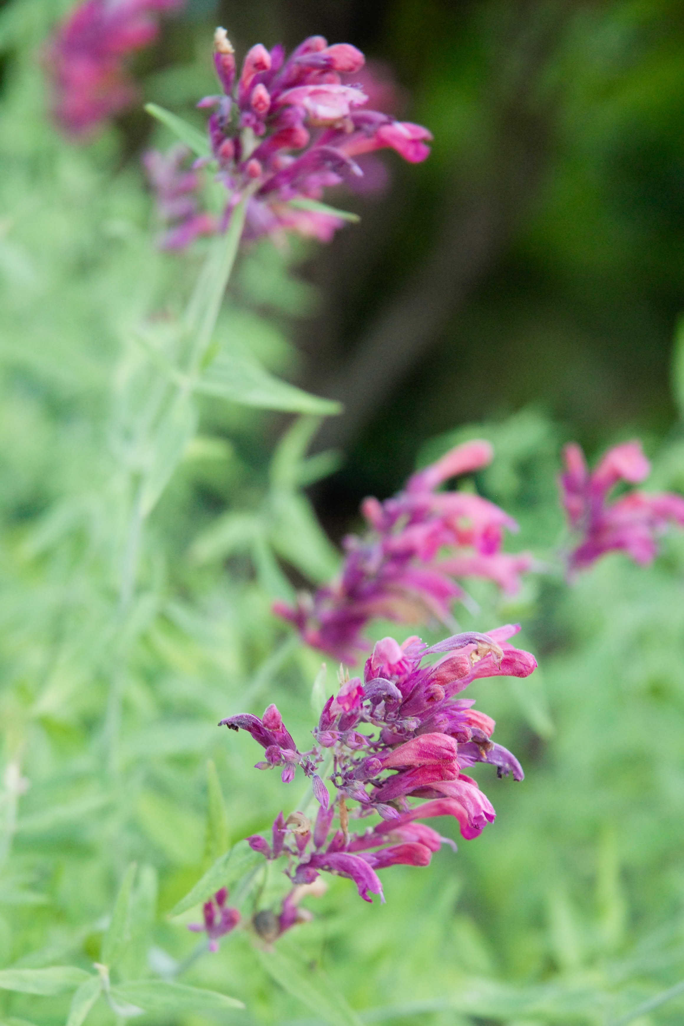 Sonoran Sunset Hyssop